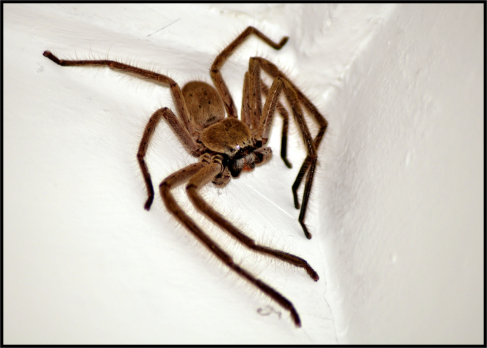 Did you know... The Huntsman Spider - an ultimate jumping spider