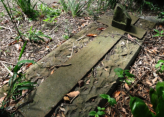 Cammeray Cemetery hold lots of stories on Sydney's Past