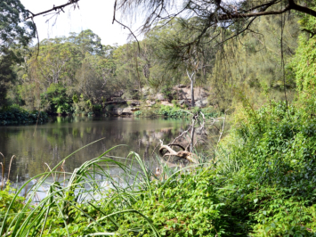 The Royal Botanic Gardens, Sydney