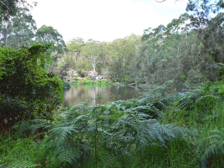 The Royal Botanic Gardens, Sydney