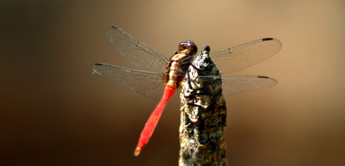 The Incredible Dragonfly