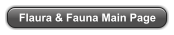 Flaura & Fauna Main Page